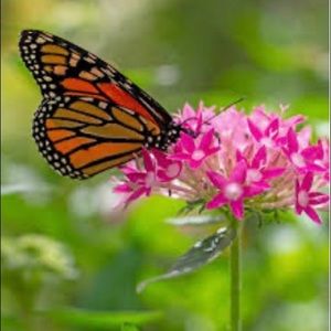 Meet your Posher, Cat